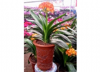 蘇州創景園藝有限公司