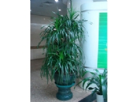 蘇州創景園藝有限公司