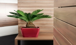 德國進口高檔蕾秀花盆經典矮胖方型