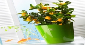 虹越德國進口高檔陶制套盆SK達拉斯風采系列花盆