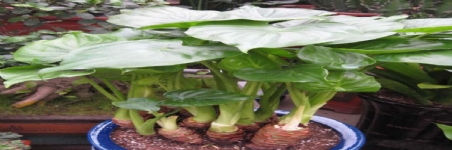 千手觀音（滴水一種）