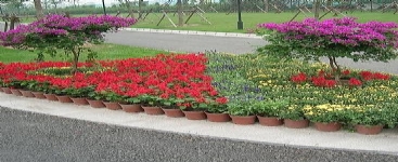 節日花壇